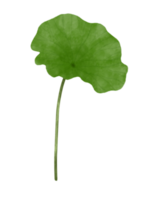 Watercolor lotus leaf. png