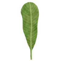 Plumeria leaf watercolor illustration png