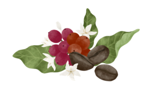 Coffee fruit and flower watercolor illustration. png