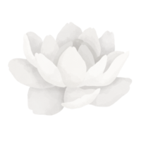 Jasmine flower watercolor illustration. png