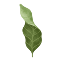 Coffee leaf watercolor illustration. png