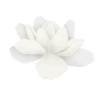 Jasmine flower watercolor illustration. png