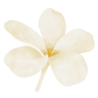 plumeria blomma vattenfärg illustration png