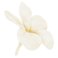 plumeria fleur aquarelle illustration png