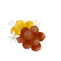 café fruta e flor aguarela ilustração. png