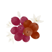 café fruta e flor aguarela ilustração. png
