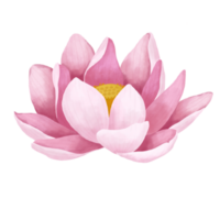Watercolor lotus flower. png