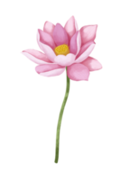 Watercolor lotus flower. png