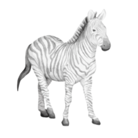 Watercolor illustration of zebra. png