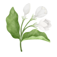 jasmijn bloem waterverf illustratie. png
