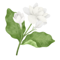 gelsomino fiore acquerello illustrazione. png