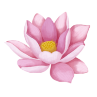 aguarela lótus flor. png