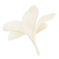 plumeria flor aguarela ilustração png