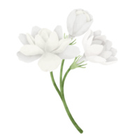 gelsomino fiore acquerello illustrazione. png