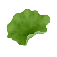 Watercolor lotus leaf. png