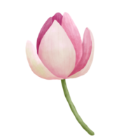 Aquarell Lotus Blume. png