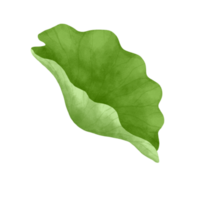 Watercolor lotus leaf. png