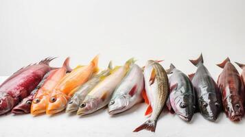 Various raw fish in a row, white background. Seafood assortment, menu. . photo