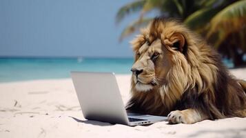 Lion with mane lies on the sand of beach near sea with palm trees near laptop in tropics. . photo