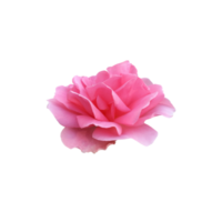 Pink isolated rose without leaves delicate flower branch, cutout object for decor, design, invitations, cards, soft focus and clipping path png