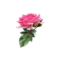 Pink isolated rose with leaves delicate flower branch, cutout object for decor, design, invitations, cards, soft focus and clipping path png