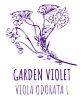 ritningar trädgård violett. hand dragen illustration. latin namn altfiol odorata l. png