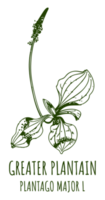 Zeichnungen Laubblatt Wegerich. Hand gezeichnet Illustration. Latein Name plantago Haupt l. png