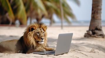 Lion with mane lies on the sand of beach near sea with palm trees near laptop in tropics. . photo