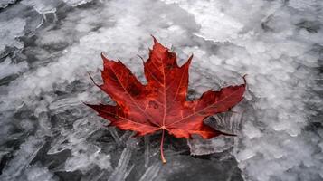 Canada Independence Day. Red maple leaf on ice, close-up. . photo