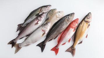 Various raw fish in a row, white background. Seafood assortment, menu. . photo