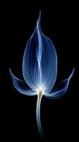 X - ray photo of transparent lotus bud, white and royal blue.