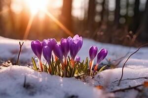 Spring landscape with first flowers purple crocuses on the snow in nature in the rays of sunlight. photo