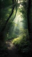 Beautiful rays of sunlight in a green forest. photo