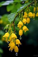 mist after rain, yellow Ditang flowers. photo