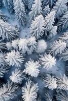 An aerial shot of many trees covered in snow. photo