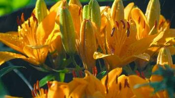 Orange lily flowers under rain close up video