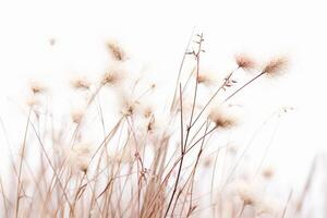 Tiny white grass against a white background. photo