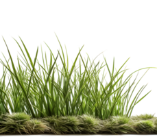 Fresh green grass side view, generated png