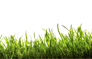 Side view grass template, generated png