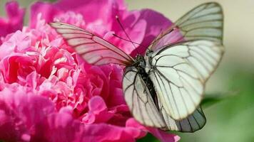 Aporia crataegi Black veined white butterfly mating on peony flower video