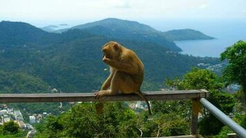 macaque sur observation Plate-forme près gros Bouddha de phuket video