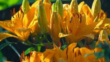 Orange lily flowers under rain close up video