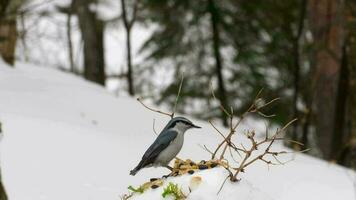 vogelstand aan het eten zaden van de sneeuw voeder, winter dag video