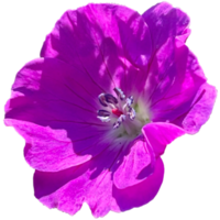 Cranesbill Nursery flowers png