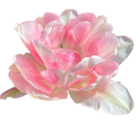 pivoine floraison tulipe png