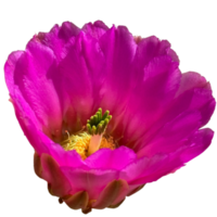 fraise hérisson cactus fleur png