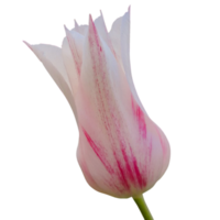 Lily Flowering Tulips png