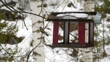 fåglar som äter frön från mataren, vinterdag video