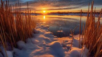 Sunset above the reeds at the edge of the lake. photo