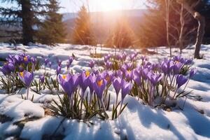 Spring landscape with first flowers purple crocuses on the snow in nature in the rays of sunlight. photo